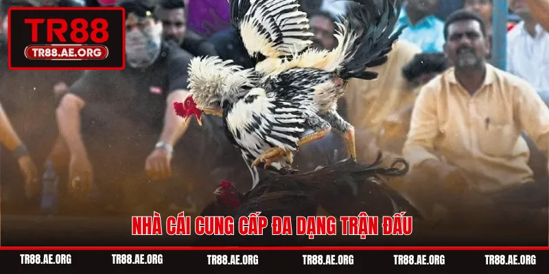 Nhà cái cung cấp đa dạng trận đấu